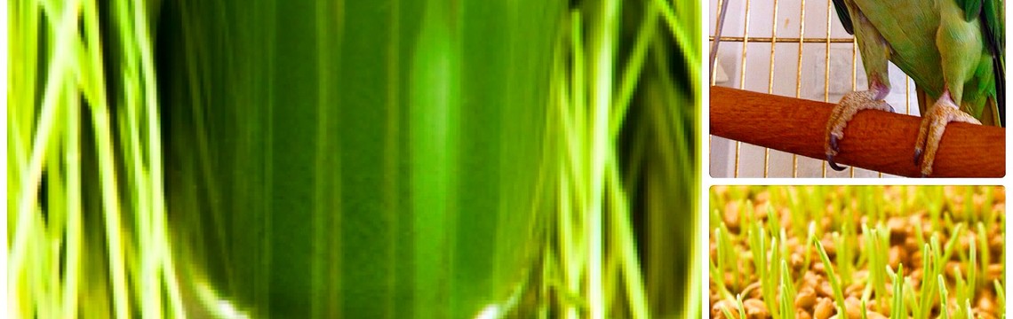 Сок из ростков пшеницы в Зеленом Попугае
