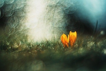 Фотовиставка квітів Йоланти Клюсовської