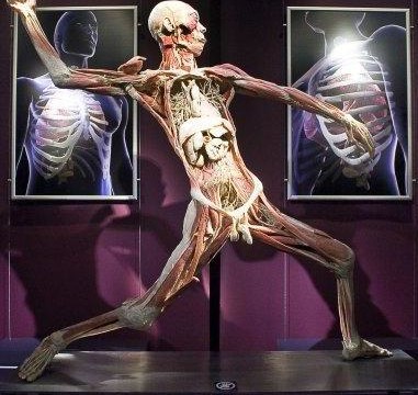 Выставка человеческого тела THE HUMAN BODY