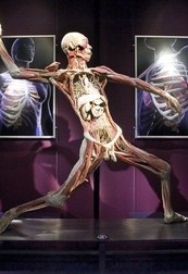Выставка человеческого тела THE HUMAN BODY