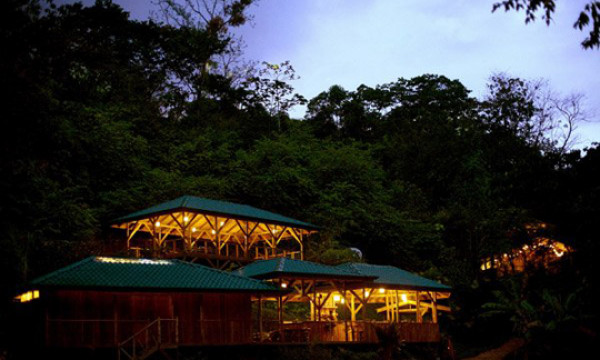 Жить на дереве