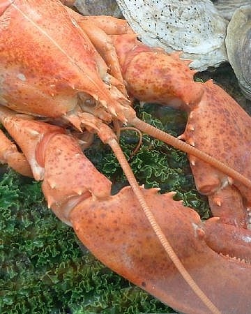 Аристократические выходные