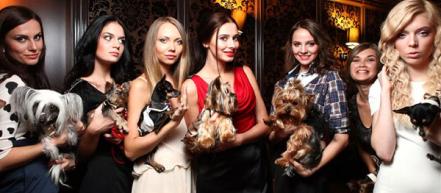 В Украине объявлен первый бренд одежды для собак