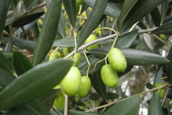 Олива – дерево с древней историей